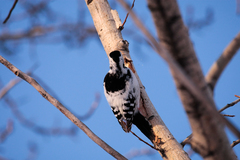 Dendrocopos leucotos