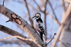 Dendrocopos leucotos