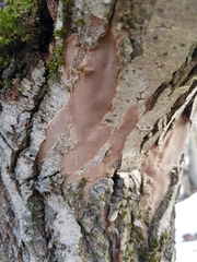 Phellinopsis conchata