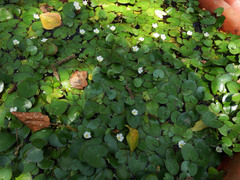 Nymphoides hydrophylla