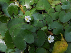 Nymphoides hydrophylla