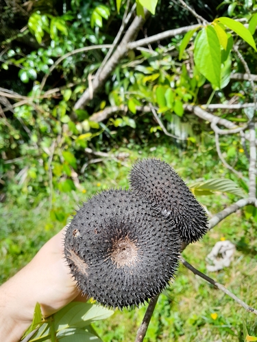 Apeiba petoumo