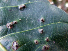 Procontarinia robusta