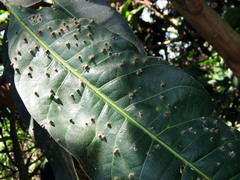Procontarinia robusta