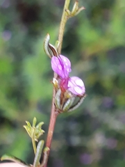 Indigofera sp14