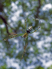 Leucauge blanda