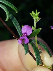 Indigofera sp14