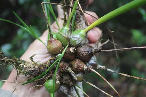 Image of Encyclia bractescens by (c) Ricard Busquets Reverte, some rights reserved (CC BY)