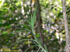 Dipodium scandens