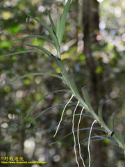 Dipodium scandens