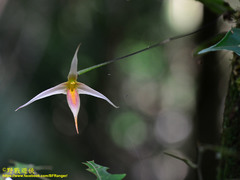 Bulbophyllum macrochilum