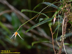 Bulbophyllum macrochilum