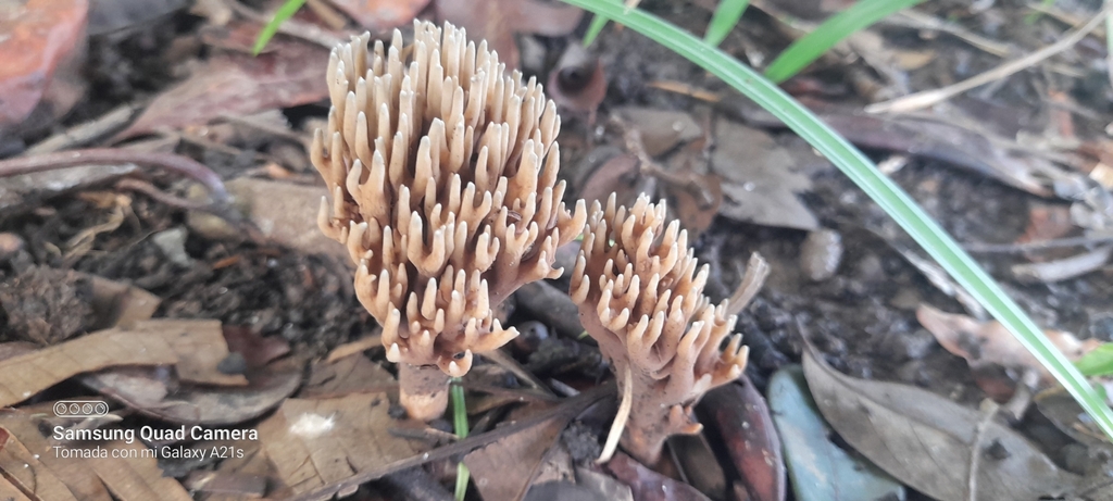 Phaeoclavulina cyanocephala · October 2023 · photo: © carlosceballos2416 (iNaturalist, cc0)
