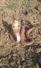 Naja naja