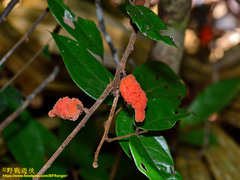 Agelaea borneensis