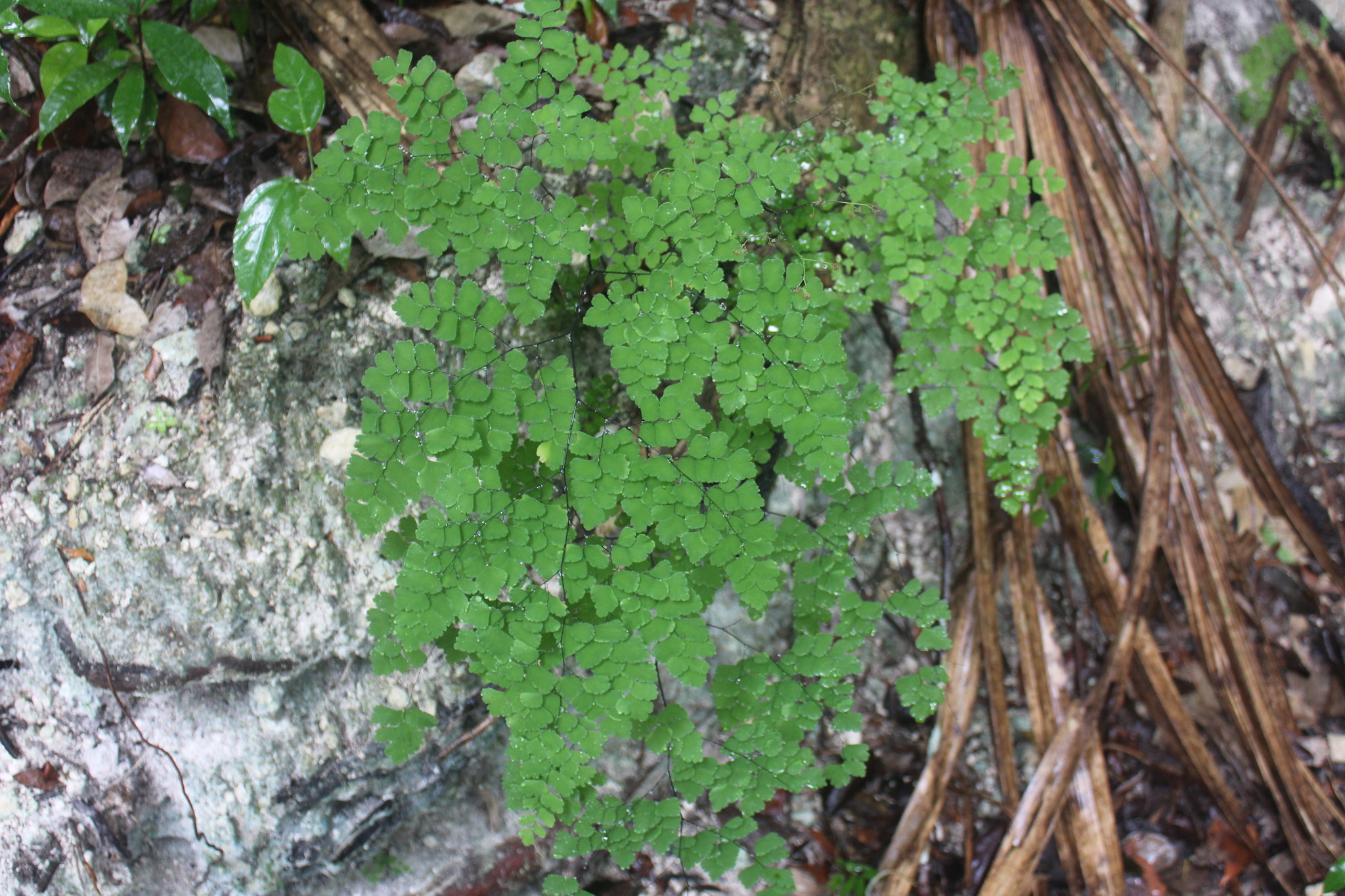 Adiantum tenerum