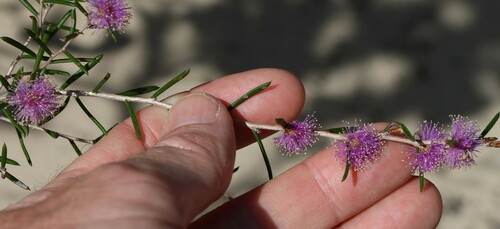Melaleuca pentagona observed 2023-10-18