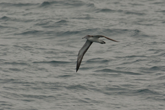 Calonectris leucomelas