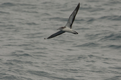 Calonectris leucomelas