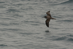 Calonectris leucomelas