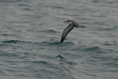 Calonectris leucomelas