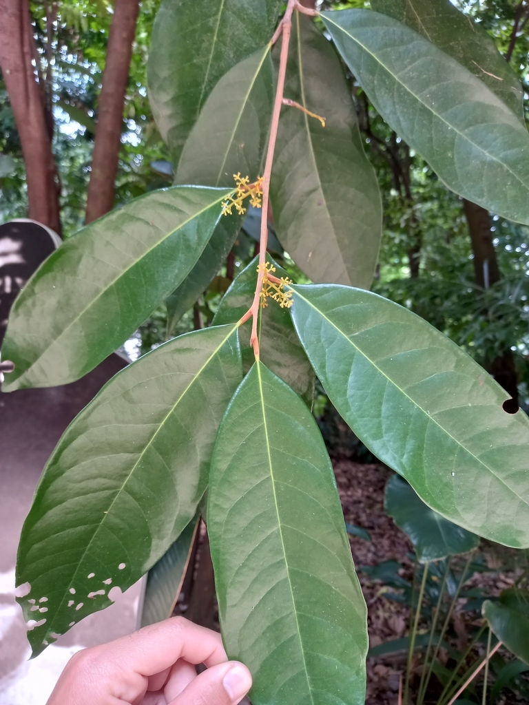 Aniba cylindriflora
