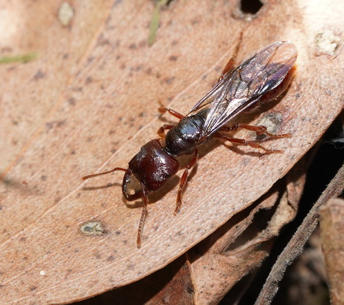 Myopias tasmaniensisMyopias tasmaniensis