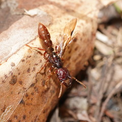 Amblyopone australis