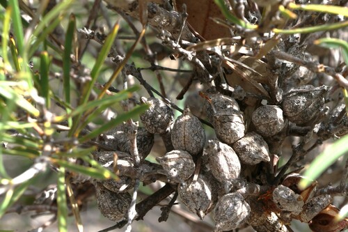 Image of Hakea corymbosa by (c) Greg Tasney, some rights reserved (CC BY-SA)