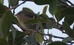 Phylloscopus canariensis