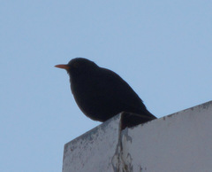 Turdus merula