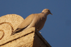 Streptopelia decaocto