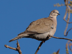 Streptopelia decaocto