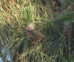 Phylloscopus canariensis