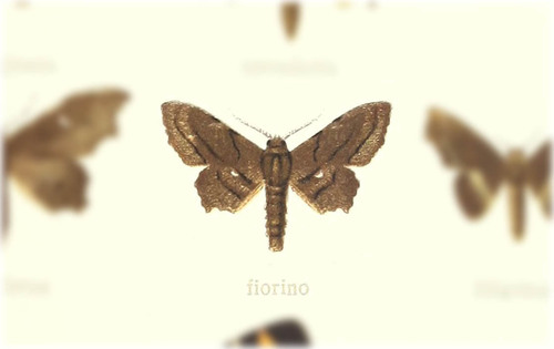 Fioriniina Insect Braueriana fiorino · iNaturalist