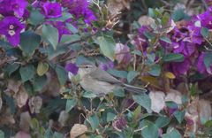 Phylloscopus canariensis