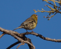 Serinus canaria