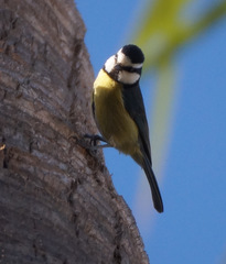 Cyanistes teneriffae