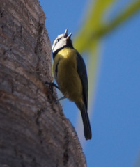 Cyanistes teneriffae