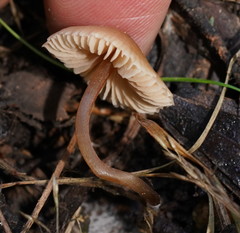 Entoloma readiae