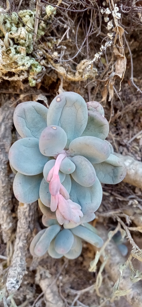 Pachyphytum caesium, Zacatecas, MX