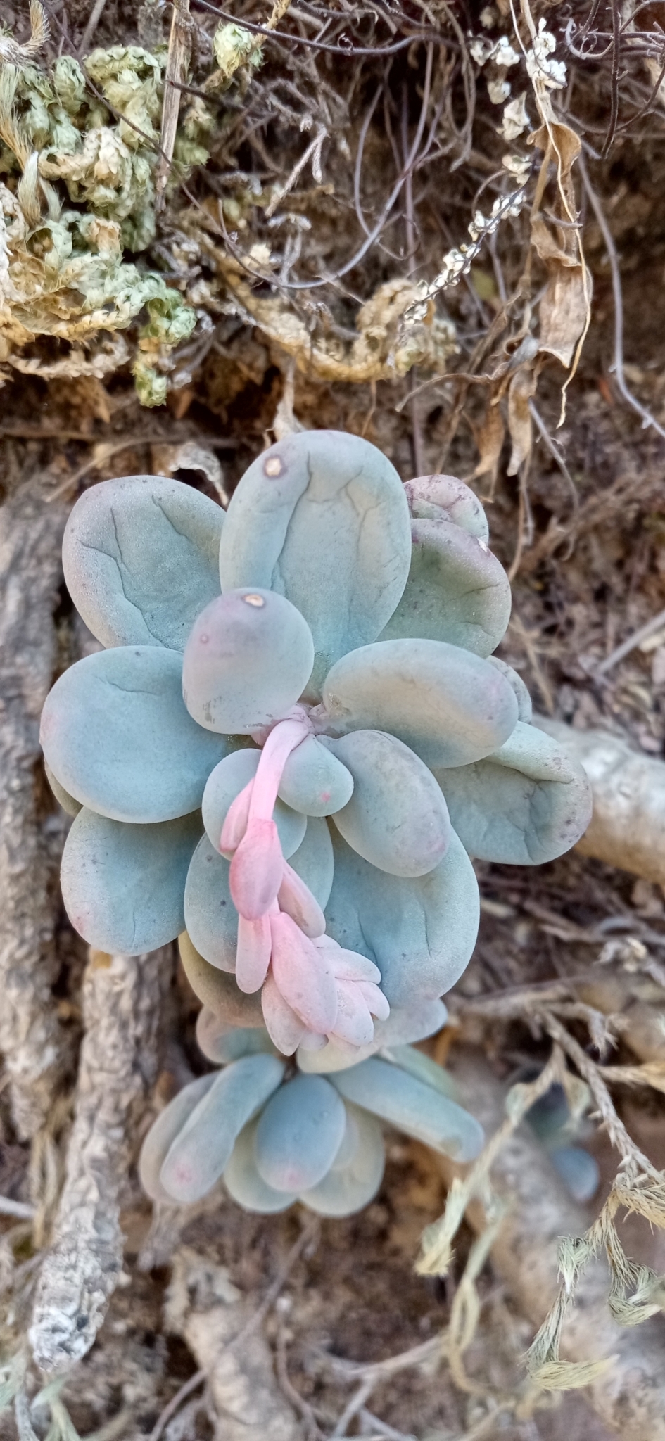 Pachyphytum caesium