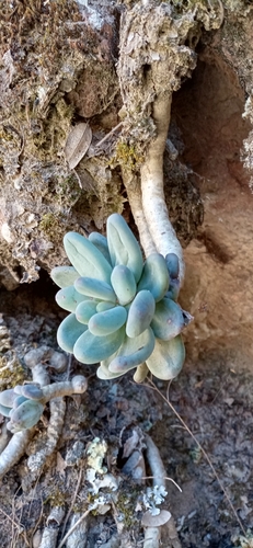 Image of Pachyphytum Caesium (Pachyphytum caesium) by (c) Humberto Gonzalez Salas, some rights reserved (CC BY)