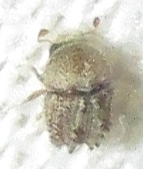 Styracoptinus murex