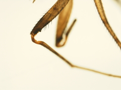 Telmatogeton alaskensis