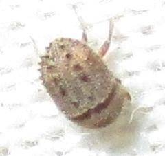 Styracoptinus murex
