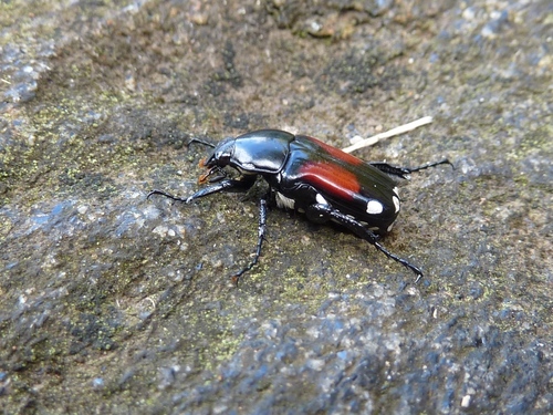 Pygora ornata