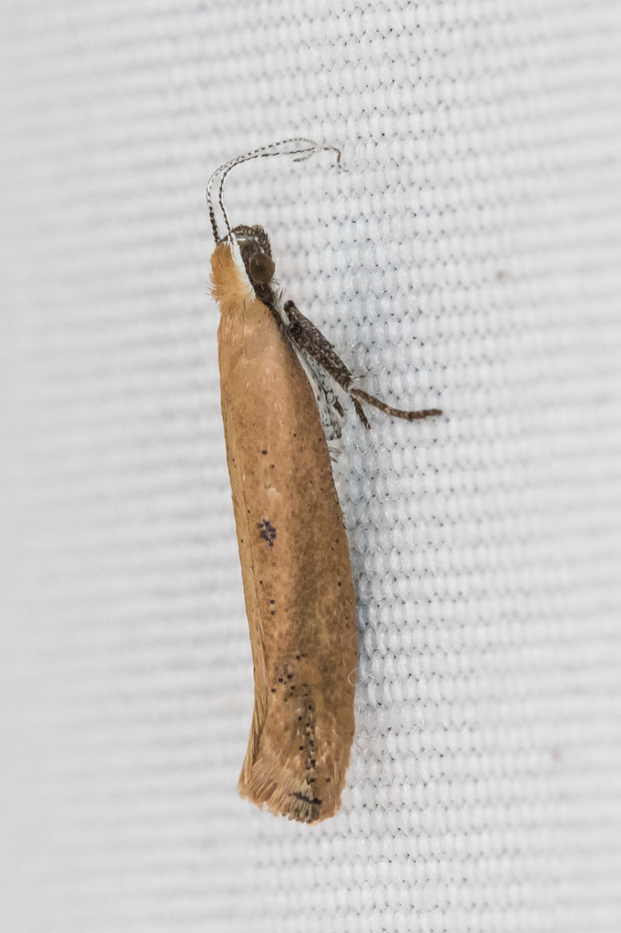 Ypsolopha unicipunctella