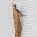 Ypsolopha unicipunctella - Photo (c) Greg Lasley, algunos derechos reservados (CC BY-NC), uploaded by Greg Lasley