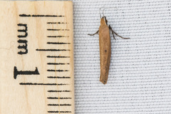 Ypsolopha unicipunctella